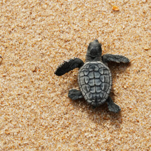 Adopter en baby skildpadde