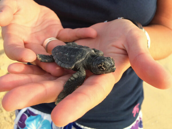 Adopter en baby skildpadde - Image 2
