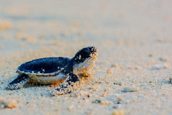 Adopter en baby skildpadde - Image 3