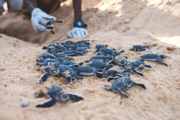 Adopter en baby skildpadde - Image 4