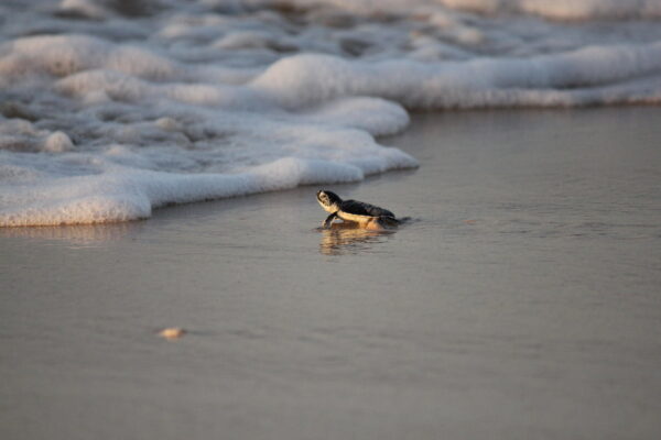 Adopter en baby skildpadde - Image 6